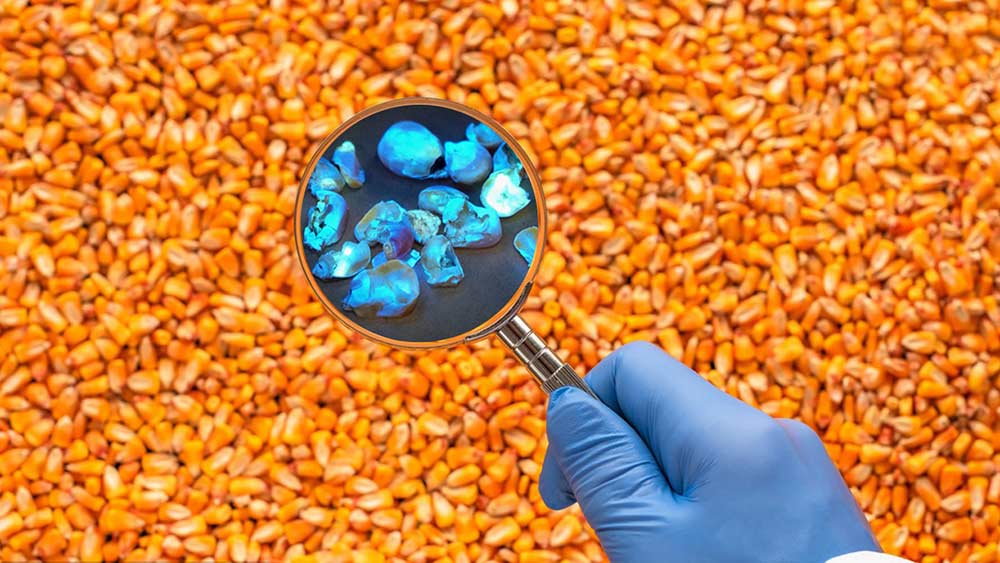clasificadora de aflatoxinas de maíz